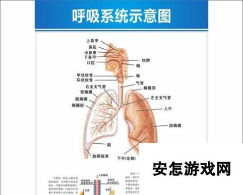 《人体工厂肺部循环通关指南》（以游戏为主的肺部循环通关技巧）